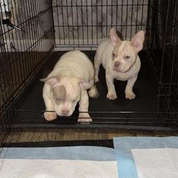 Micro Pocket Bully Puppies for Sale in Brockton, ma