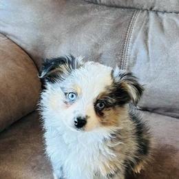 Blue Merle Australian Shepherd Puppy Available Now in Fennimore, wi