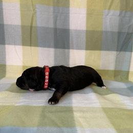 Bernedoodle Puppies Available in Battle Creek, mi