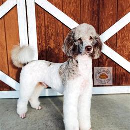 AKC Brown Parti Merle Poodle Stud Available in Hesperia, mi