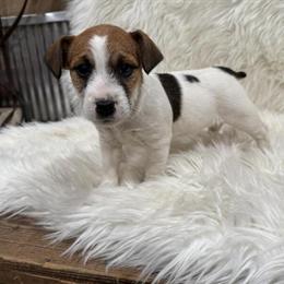 Jack Russell Terrier Puppies Available from January 16, 2026 in Benton, il