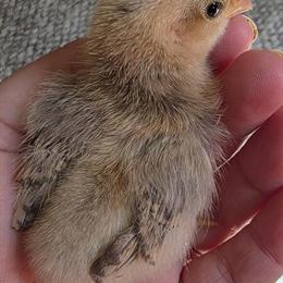 Serama Bantam Chicks Available in Calico Colors in Honesdale, pa