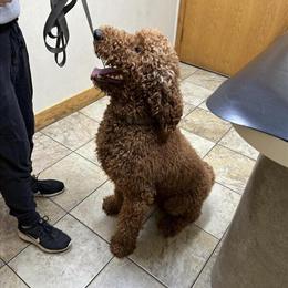 Goldendoodle Stud Available in Grand Ledge, mi