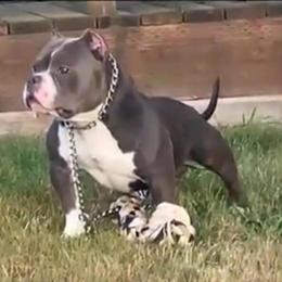 American Bully Pocket Bully Stud Available - Proven Producer in Portland, or