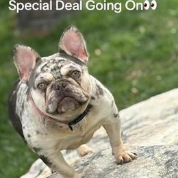 Merle Female French Bulldog, 2 Years Old, AKC Registered in Norfolk, va