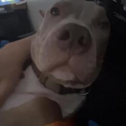 XL Bully Male for Rehoming - 10 Months Old in Okeechobee, fl