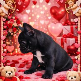 Black Male French Bulldog Puppy for Valentine's Day in Dexter, mi