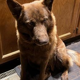 Extra-large German Shepherd puppies available now in Bedford, in