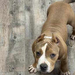 American Bully Female for Adoption in Wewahitchka, fl