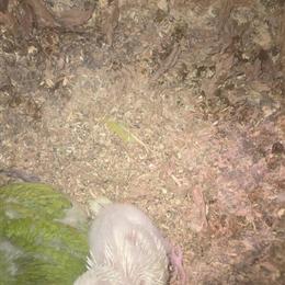 Looking to Rehome Birds in Detroit, mi