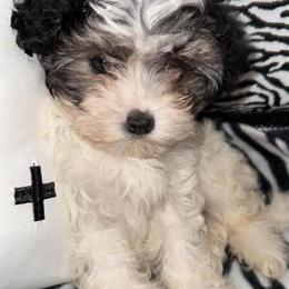 Maltipooh Puppies Available Now in Indianapolis, in