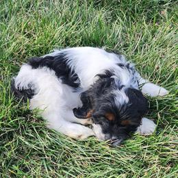Female Cockapoo Puppy Ready for New Home in Toledo, oh