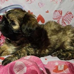 Shih Tzu Puppies Ready for Forever Homes in Cincinnati, oh
