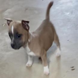 Jack Russell Puppies Looking for Forever Homes in Indiana, pa