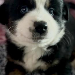 Australian Shepherd Puppies Ready for New Homes in Indiana, pa
