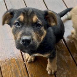 Boston Terrier-Heeler-Pug Mix Puppies Available in Pennsylvania in Indiana, pa