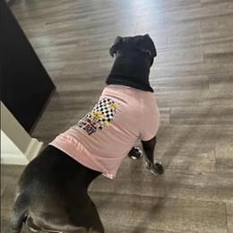 Female Pit Bull Available for Rehoming in Elizabeth City, nc