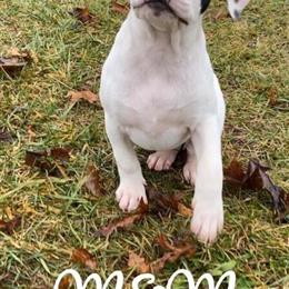 American Bulldog Puppy - Southern White - Ready Now in Three Rivers, mi