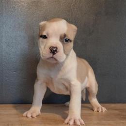 American Bully Puppies Available in Grand Rapids, mi