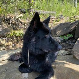 Rehoming Black Male German Shepherd Stud in Nicholasville, ky