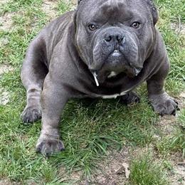 Exotic Bape Bloodline Pet in Lake City, sc