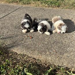 Shih Tzu puppies AKC eligible for sale in Maysville, ky