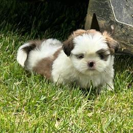 Shih Tzu Puppies for Sale in Maysville, ky