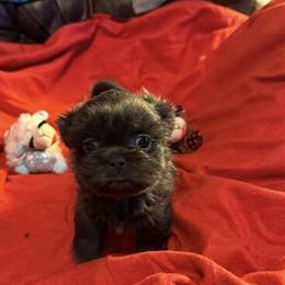 Shih Tzu Female Puppies Ready for New Homes in Maysville, ky