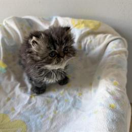 Persian Tabby Kitten Ready After February 5 in Palm Coast, fl