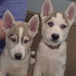 Siberian Husky Puppies Looking for Forever Homes in Cleveland, tn