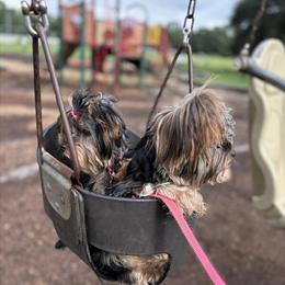 Yorkshire Terrier Male Puppy Available in Savannah, ga
