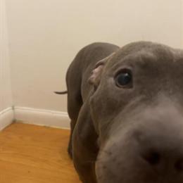American Pit Bull Terrier Mixed Micro Bully Available in Chicago, il