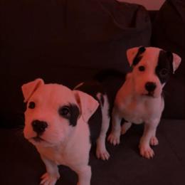 Pitbull Puppy for Sale in Chicago, il