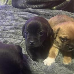 Pug puppies for sale, small breed, ready to go in Gary, in