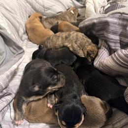 Bulldog Puppies for Sale at $400 Each in Richmond, va
