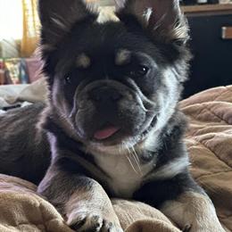 Male Blue Tri Fluffy French Bulldog Looking for New Home in Tampa, fl