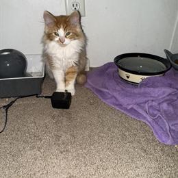 Maine Coon Kitten Available for Rehoming in Cedar Springs, mi