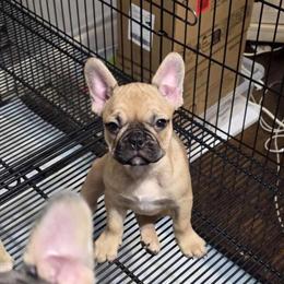 Female French Bulldog, 3 Months Old in Chicago, il