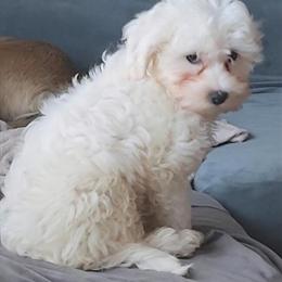 Maltese Male Ready for Adoption in Lorain, oh