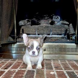 Ultra Rare Lilac and Tan Koi Fluffy French Bulldog Available for Adoption in Newberry, sc