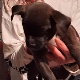 American Pitbull Terrier Puppies for Adoption in Atlanta, ga