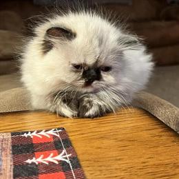 Himalayan Kitten - Blue Cream Tortie Point, 12 Weeks Old in Massillon, oh