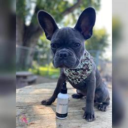 French Bulldog Zager Looking for a New Home in Battle Creek, mi