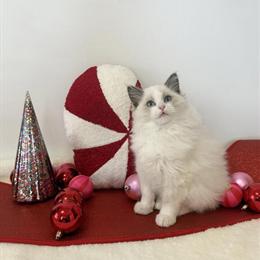 Upcoming Spring Ragdoll Kittens Available for Adoption in Mount Morris, il