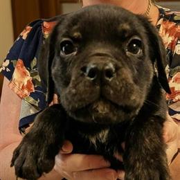 Italian Mastiff Puppies Available in Sevierville, TN for $300 in Greeneville, tn