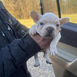 French Bulldog Puppies Looking for a Loving Home in Apex, nc
