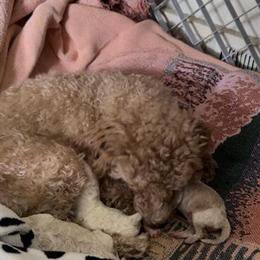 Toy Poodle Puppies for Reservation in Greensboro, nc