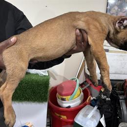 Cane Corso Puppies Looking for Responsible Homes in Houston, tx