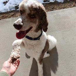 Tri-color Standard Poodle Stud for Sale - Proven and Health Tested in Bonners Ferry, id