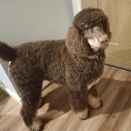 Chocolate Tri Poodle Male, 6 Months Old, AKC Registration Available in Bonners Ferry, id